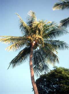De kokos boom
