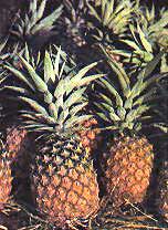 De ananas of piña