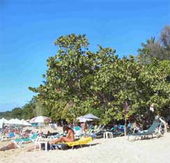Strand druiven of Uva de playa