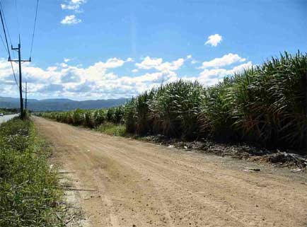 Suikerriet bij Monte Llano